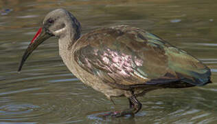 Hadada Ibis