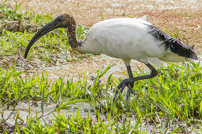 Ibis sacré - pber150809