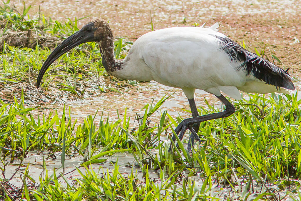 African Sacred Ibis