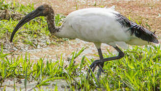 African Sacred Ibis