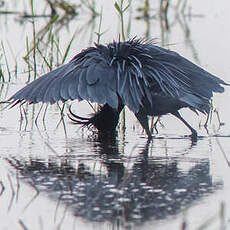 Aigrette ardoisée