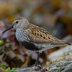 Bécasseau variable