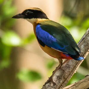 Brève à ailes bleues