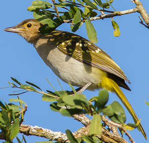 Bulbul à tête brune