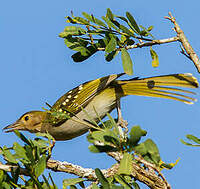 Bulbul à tête brune