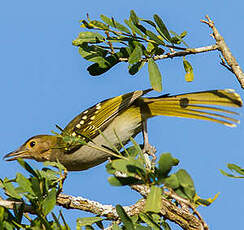 Bulbul à tête brune