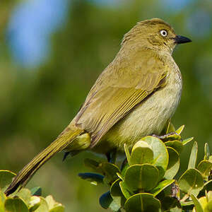 Bulbul importun