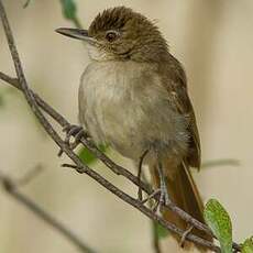 Bulbul jaboteur