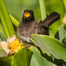 Bulbul tricolore