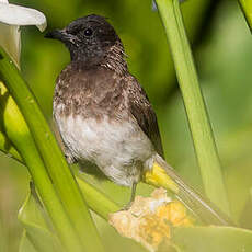 Bulbul tricolore