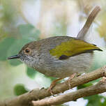 Camaroptère à dos gris