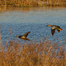 Canard de Smith