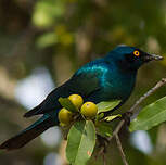 Choucador à oreillons bleus