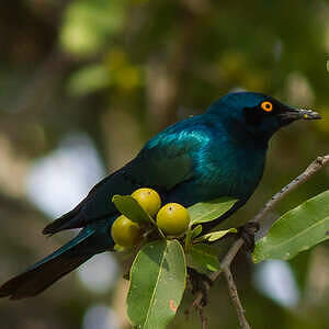 Choucador à oreillons bleus
