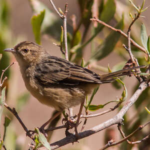 Cisticole grinçante