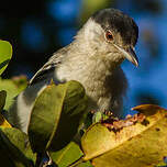 Cubla boule-de-neige