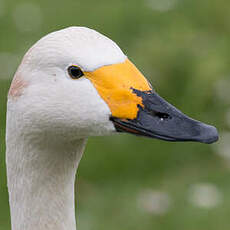 Cygne de Bewick