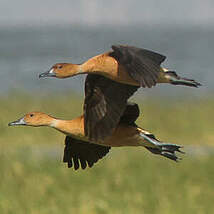 Dendrocygne fauve