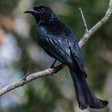 Drongo à crinière