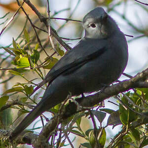 Échenilleur gris