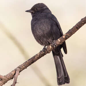 Gobemouche drongo