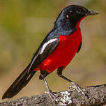 Gonolek rouge et noir