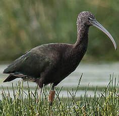 Ibis falcinelle