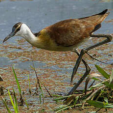 Jacana à poitrine dorée