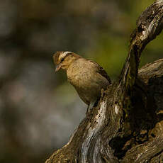 Moineau bridé