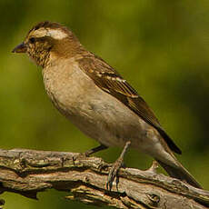 Moineau bridé