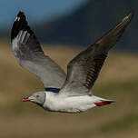 Mouette à tête grise