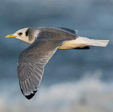 Mouette tridactyle