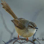 Prinia modeste