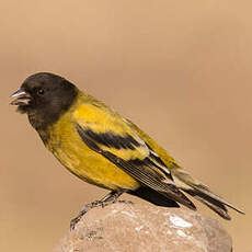 Serin à tête noire