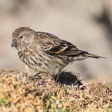 Serin d'Abyssinie