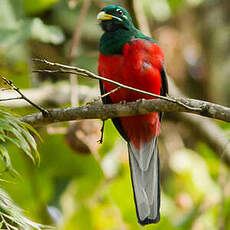 Trogon narina