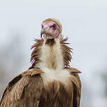 Vautour charognard