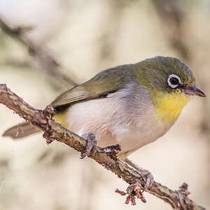 Zostérops d'Abyssinie