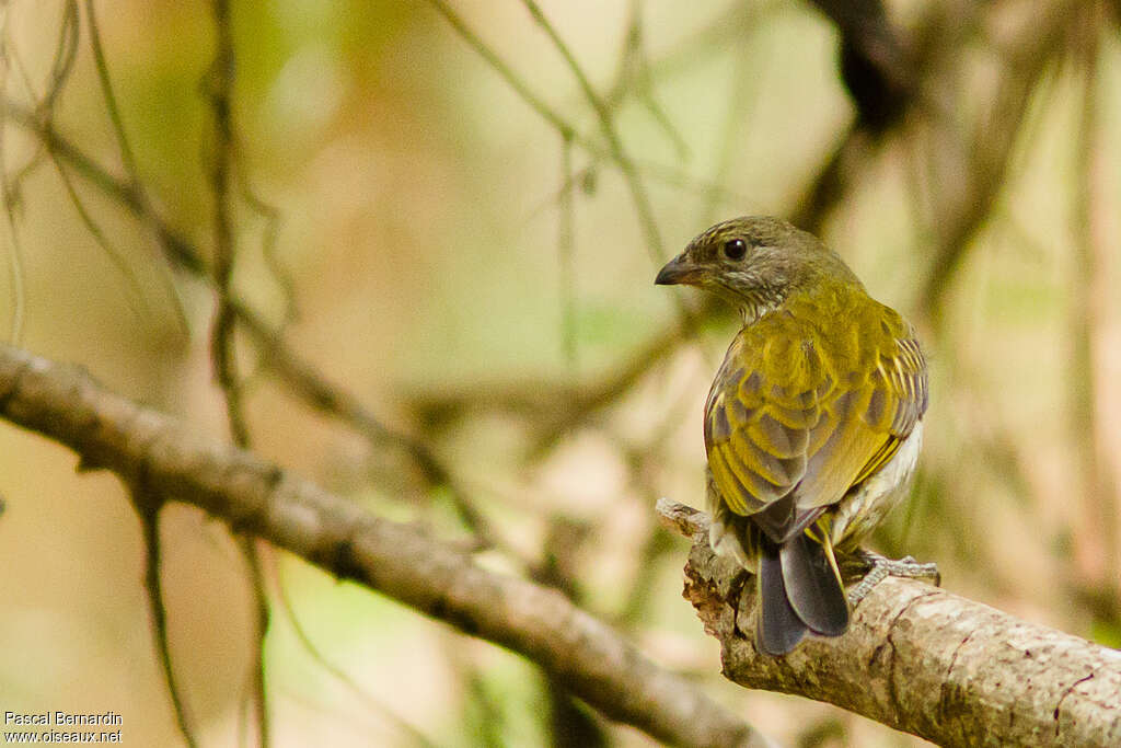 Scaly-throated Honeyguideadult, pigmentation