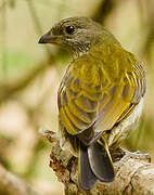 Scaly-throated Honeyguide