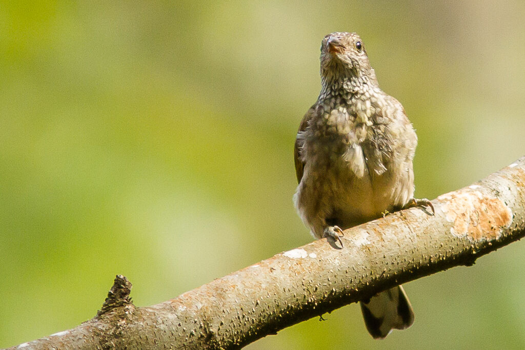 Scaly-throated Honeyguide