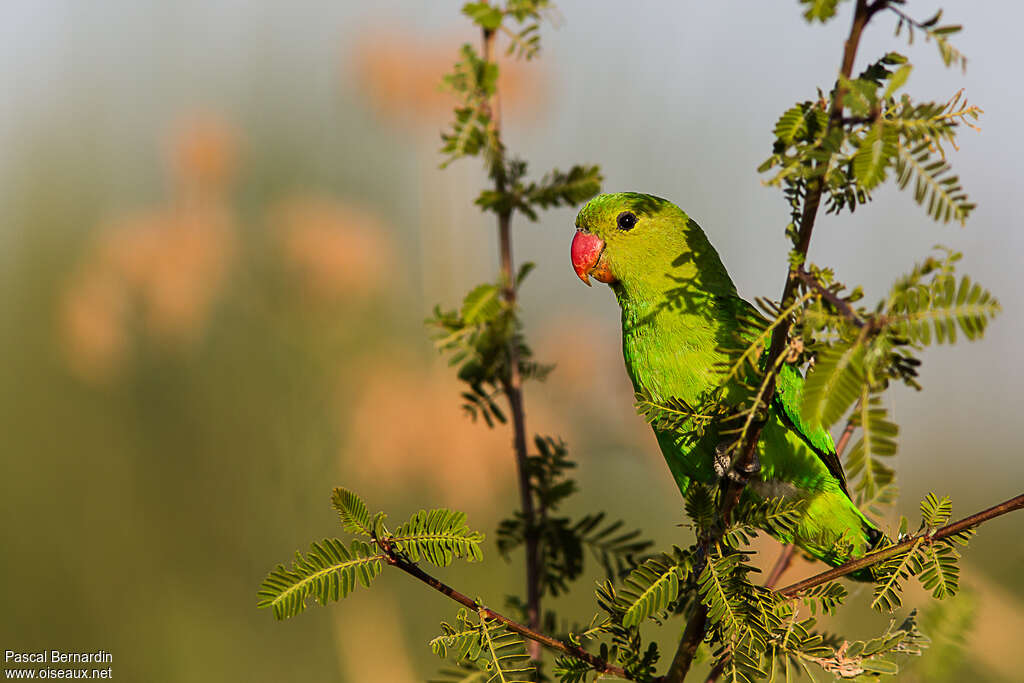 Black-winged Lovebird female adult