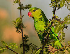 Black-winged Lovebird