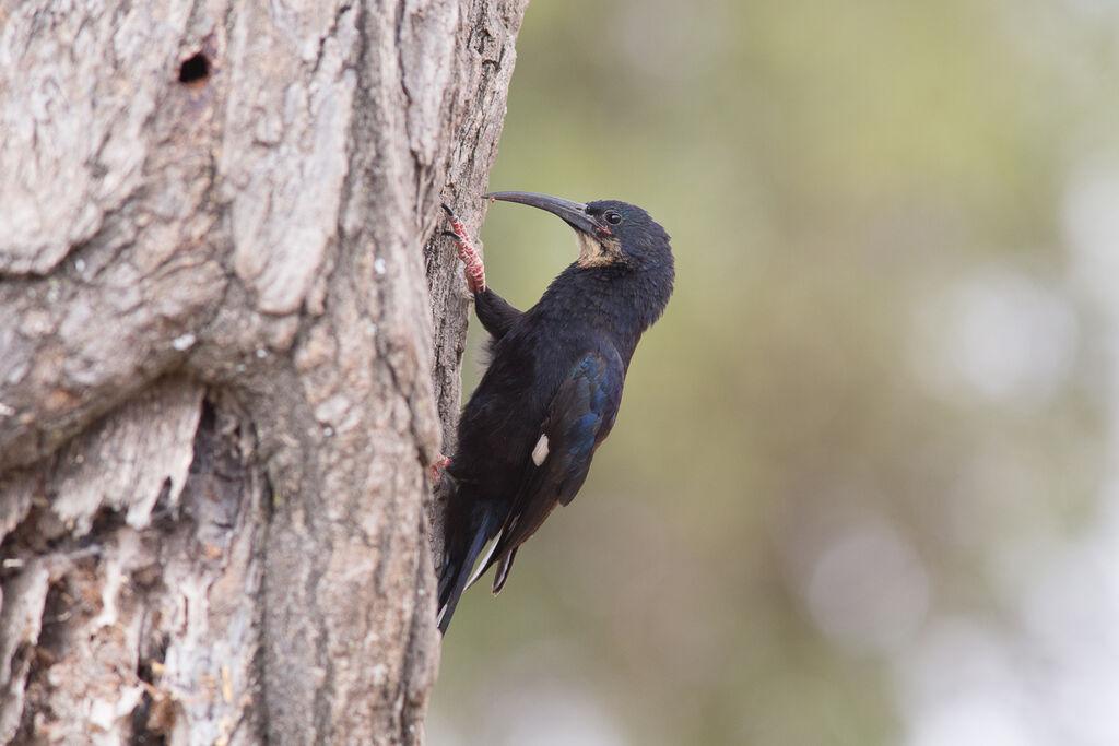 Black-billed Wood Hoopoe