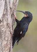 Black-billed Wood Hoopoe