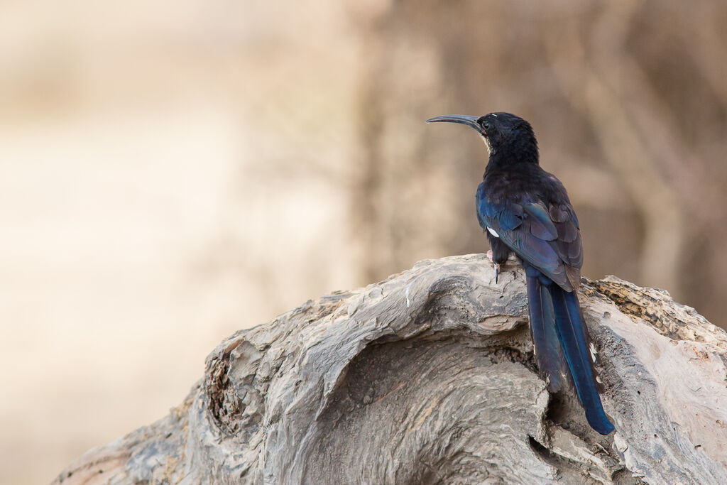 Black-billed Wood Hoopoe