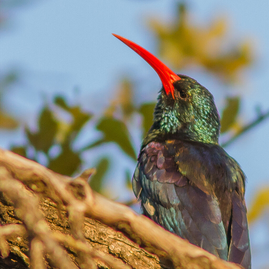 Green Wood Hoopoe