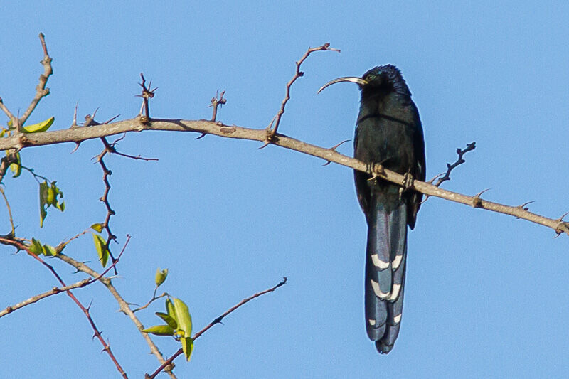 Common Scimitarbill