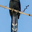 Irrisor namaquois