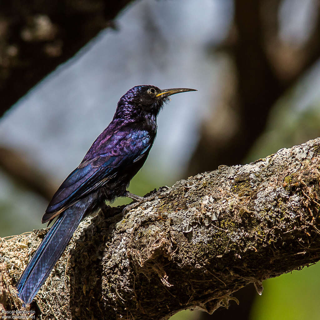 Black Scimitarbilladult, identification